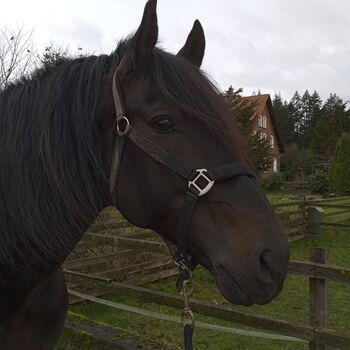 Bildschöner PRE Hengst, Grobi, Horses For Sale, Verden/Aller