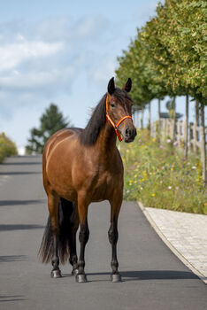 Wunderschöne PRE Stute „Novia AH“, Yeguada Wiesca (Angelika Willms) (Yeguada Wiesca), Horses For Sale, Ruppichteroth 