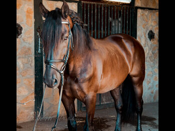 Hübscher PRE Wallach, Melanie Manzl, Horses For Sale, 6341