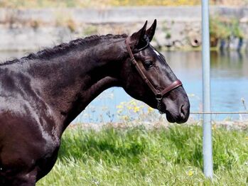 Traumschöner PRE Rapphengst, ISPA - Iberische Sportpferde Agentur (ISPA - Iberische Sportpferde Agentur), Horses For Sale, Bedburg