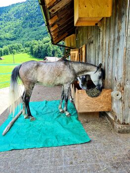 Liebenswürdige reitbare Araberstute mit Befund, Lena Meile, Horses For Sale, Giswil