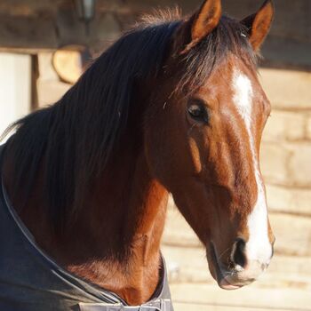 Traumschöner Wallach 9 Jahre, Sandra Koller , Horses For Sale, Bad Honnef