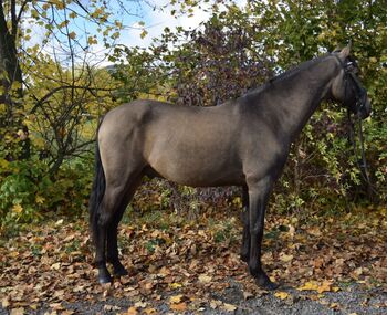 Schicker Wallach, Christian Blosfeld, Horses For Sale, Sangerhausen 