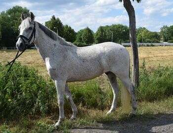 Schicker Wallach, Christian Blosfeld, Horses For Sale, Sangerhausen 