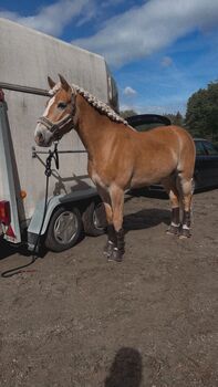 Schöner Wallach mit gutem Vorwärtsgang & vielseitiger Ausbildung, Jana-Melina Wagner, Horses For Sale, Michaelbeuern 