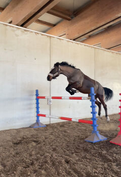 Schöner Wallach mit Potential zu verkaufen, Valentina, Horses For Sale, Sankt Martin am Tennengebirge