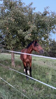 Hübscher Sport Andalusier