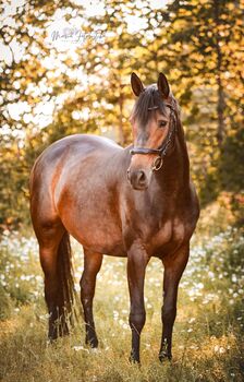 Bildschöne, typ- und bewegungsstarke Trakehner Stute, Kerstin Rehbehn (Pferdemarketing Ost), Horses For Sale, Nienburg