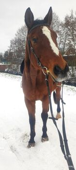 Wunderschöner Trakehner Wallach topfit, Leonie , Horses For Sale, Moordorf 