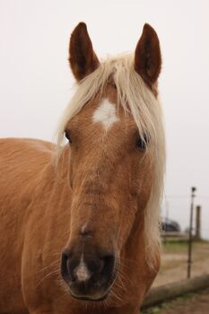 Wunderschöner, treuer Wallach sucht neues zuhause, Michelle, Horses For Sale, Waldhausen im Strudengau