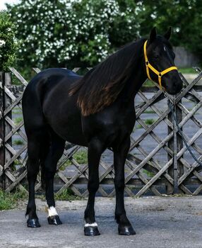 Traum schön Violetta pony