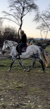 Wunderschöne Warmblutstute, Karin, Horses For Sale, Saubersdorf