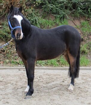 Wunderschöner Welsh B Wallach möchte mit seinen Menschen lernen, Pferdevermittlung Leus, Horses For Sale, Einbeck