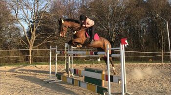 Wunderschöne Westfalen Stute zu verkaufen, Zoe Hackenberg, Horses For Sale, Wien, Floridsdorf