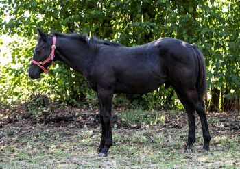 bildhübscher, schwarzer Quarter Horse Hengstabsetzer, Kerstin Rehbehn (Pferdemarketing Ost), Horses For Sale, Nienburg