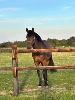 Morante de Marquez, 9 jarige ruin, stoere PRE