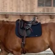 Morgenroth Premium ASP Dressur, Kriemhild Morgenroth  Morgenroth Premium ASP braun/cognac , Stefanie Falkner, Dressage Saddle, Kirchberg