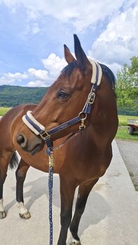 Motiviertes, braves Bodenarbeitspferd Wallach Warmblut 9 Jahre