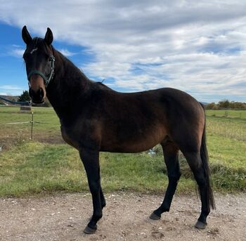 Mowgli, Jungpferd, 5 Jahre, Aziza, Pferd kaufen, Eggolsheim