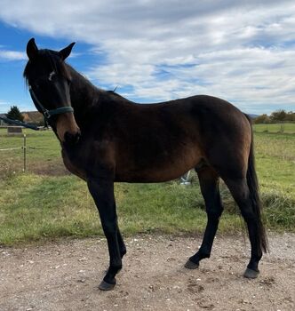 Mowgli, Jungpferd, 5 Jahre