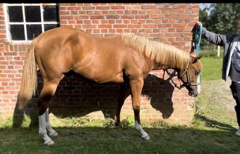 MS Pehokobee, Manuela Schellhorn , Horses For Sale, Jevenstedt 