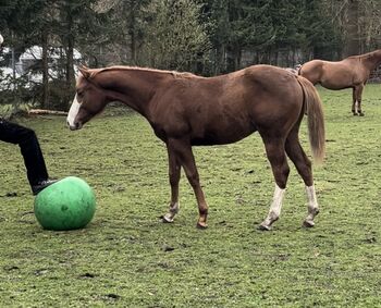 MS Pehokobee, Manuela Schellhorn , Horses For Sale, Jevenstedt 