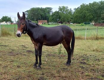 Maultierwallach in Niederösterreich, Gabriele Höss, Horses For Sale, St. Ulrich