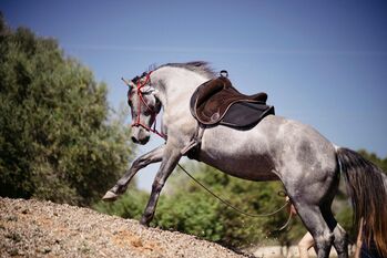 Murgesenmix Stute farbwechsler, Birgit, Horses For Sale, Mallorca/ Son Carrio