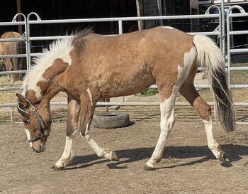 Mustang Wallach Schecke, Privat, Horses For Sale, Bad Hersfeld 