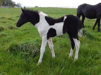 Mustang Stute Black & White Fohlen, Katharina Schnell, Horses For Sale, Kupferzell 