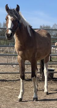 Mustang Wallach Schecke