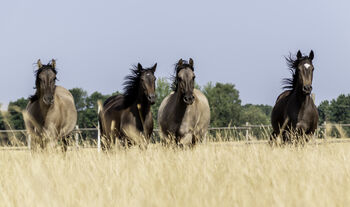 Mustangs - exklusive Auswahl, Kerstin Staupendahl (Kerstin Staupendahl), Horses For Sale, Bassum