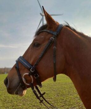 ⭐️My Filou⭐️Schwarze Trense in Größe WB, My Filou , Rose, Bridles & Headstalls, Wrestedt