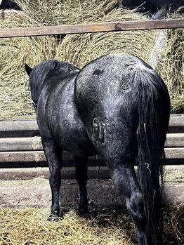 sehr lieber Criollo Wallach in blue roan, Kerstin Rehbehn (Pferdemarketing Ost), Horses For Sale, Nienburg