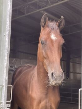 Sehr charmanter ehrlicher dreijähriger Wallach sucht Top-Zuhause, Christa Kellershohn, Horses For Sale, Engelskirchen