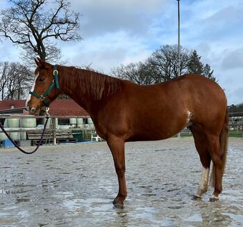 ganz liebe Quarter Horse Jungstute mit gutem altem Pedigree, Kerstin Rehbehn (Pferdemarketing Ost), Horses For Sale, Nienburg