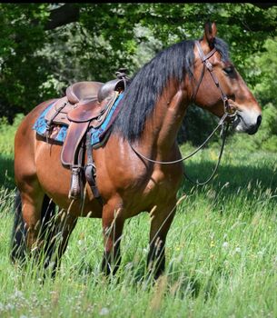 sehr gelehriger, stabiler Wallach, Kerstin Rehbehn (Pferdemarketing Ost), Horses For Sale, Nienburg