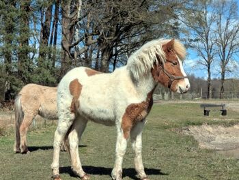Viel Gang, toller Charakter, gross