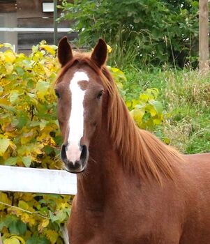 Sehr lieber und bildschöner Vollblutaraber, Tina Amann, Horses For Sale, Freiamt