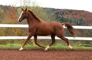 Sehr lieber und bildschöner Vollblutaraber