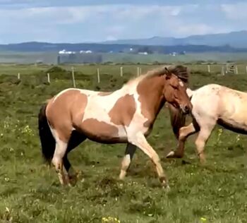 Sehr chilliger Wallach, bereit fürs Freizeitreiten, Islandpferde-aus-Island, Horses For Sale, Südisland
