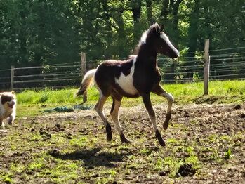 Toll gezeichneter Quarter Horse-Reitpony Nachwuchs, Kerstin Rehbehn (Pferdemarketing Ost), Horses For Sale, Nienburg