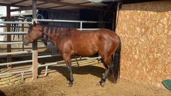 Sehr zuverlässige, ganz liebe Quarter Horse Stute, Kerstin Rehbehn (Pferdemarketing Ost), Horses For Sale, Nienburg