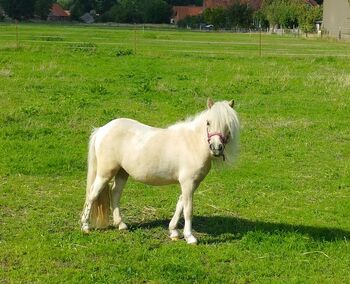 Sehr schicke Minishetlandstuten m. Papieren, Andrea Otte , Horses For Sale, Hohne