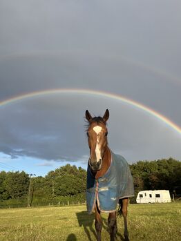 16hh ex racer tb mare for sale