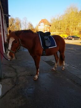 Verkaufe Wanderreitsattel, Massimo tölt 2, Saskia , Siodła rajdowe, Römhild 