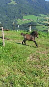 Verkaufe superliebe hübsche Ponystutfohlen