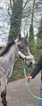 Verkaufe super lieben 2jährigen Hengst, Steffen, Konie na sprzedaż, Hörstel 
