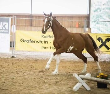 Verkaufe Tolle KWPN Stute, Lucky, Konie na sprzedaż, Windischgarsten