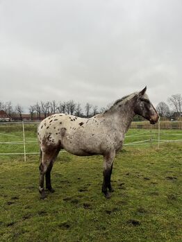 Fast 3 jähriger Appaloosa Wallach, Isabelle Bohling, Horses For Sale, Kutenholz 